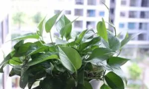 Trồng cây gì trong nhà để thanh lọc không khí? Trồng cây gì trong nhà để thanh lọc không khí?