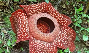 Loài hoa lớn nhất thế giới có đường kính bao nhiêu? Loài hoa lớn nhất thế giới có đường kính bao nhiêu?