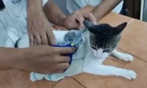 Dùng mèo tuồn lậu ma túy vào nhà tù Dùng mèo tuồn lậu ma túy vào nhà tù