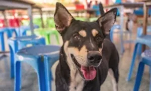 Tiếp xúc với nước dãi của chó dại có lây bệnh? Tiếp xúc với nước dãi của chó dại có lây bệnh?