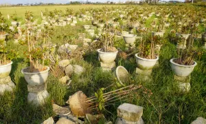 Thủ phủ mai Tết xác xơ sau bão Kalmaegi